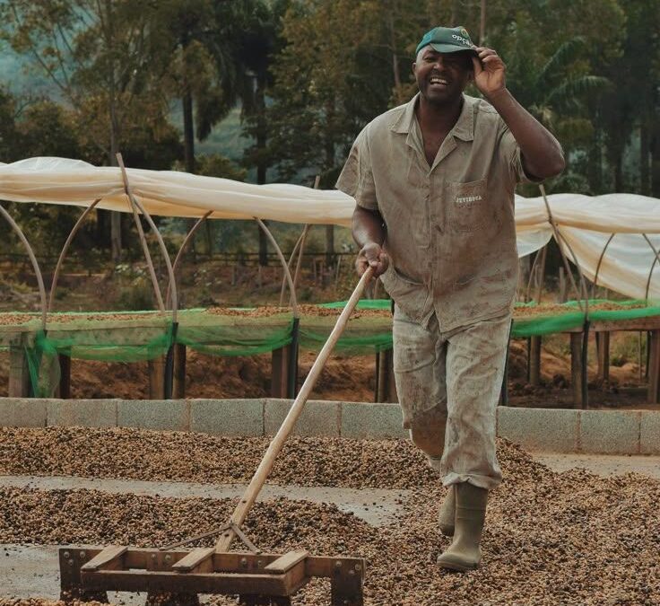Cómo es el cultivo de café en Centro América