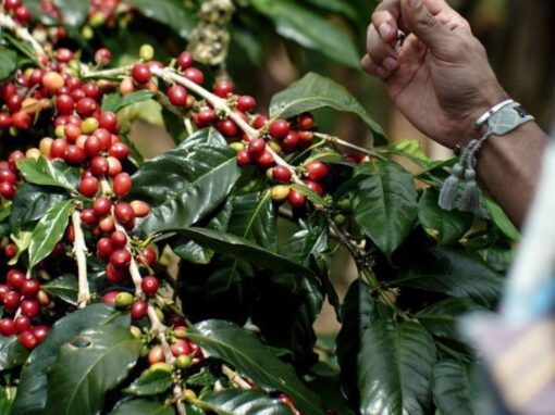 Diferencias entre café comercial y de especialidad Diferencias entre café comercial y de especialidad