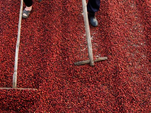 ¿Por qué el café de especialidad sabe diferente? ¿Por qué el café de especialidad sabe diferente?