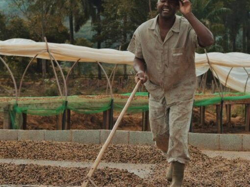Cómo es el cultivo de café en Centro América Cómo es el cultivo de café en Centro América